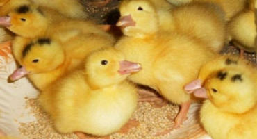 Kachny a kachňata potřebují nechat misky na pití s vodou přes noc a jejich umístění